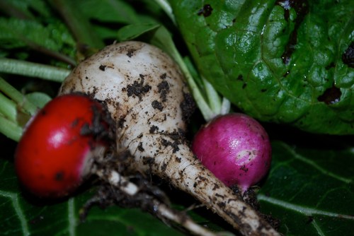 I was shocked at the white one!