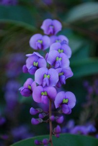 Hardenbergia Lilac vine Lilac vine