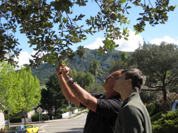 Tom explaing the finer points of oak pollination to me.