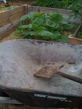 More green than brown, I'm LOVING the garden!