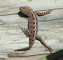 western fence lizard