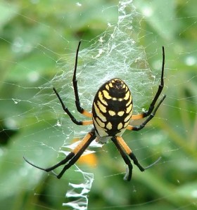 byargiope8m1