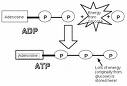 http://en.wikipedia.org/wiki/Adenosine_triphosphate http://en.wikipedia.org/wiki/Adenosine_triphosphate
