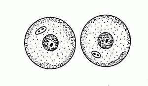 Mother=Daughter Mother=Daughter