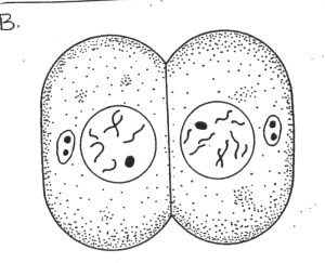 daughter1 splitting cell