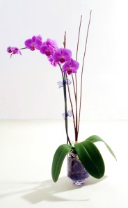 orchid