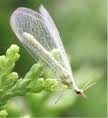 lacewings