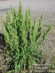 Curly dock mid summer