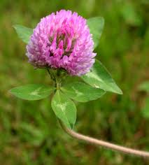 red clover-Trifolium pratense