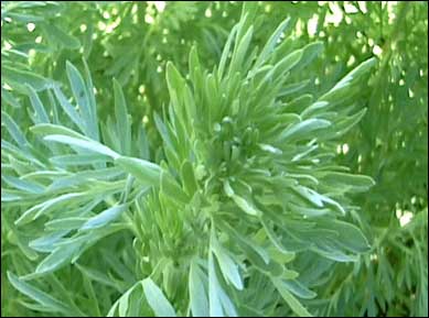Wormwood-Artemisia absinthium