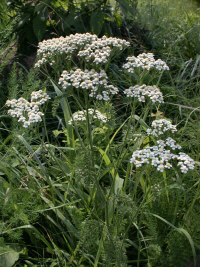 yarrow-Achillea millefolium