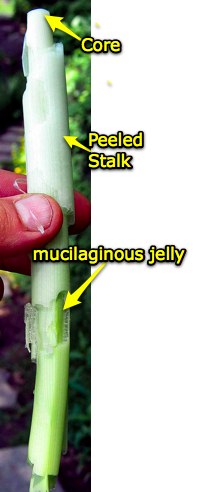 Peeled Cattail shoot Peeled Cattail shoot