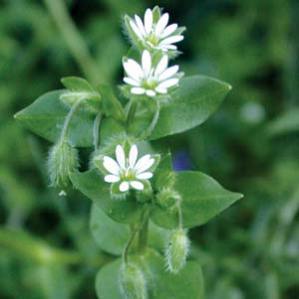 CHICKWEED