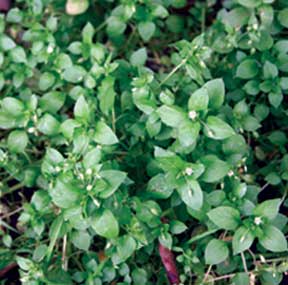 CmChickweedFoliage&Flowers