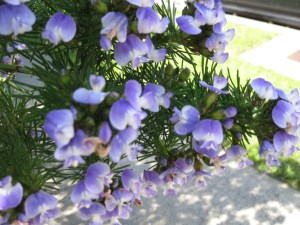 Just a lovely plant in my neighborhood I am trying to ID